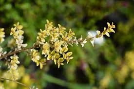 What are the characteristics of Lonicera nitida?